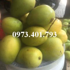 CÂY GIỐNG XOÀI TỨ QUÝ